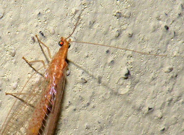 Chrysoperla sp. habitus invernale